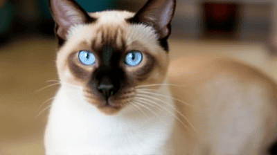 All About the Siamese: A Vocal and Affectionate Feline Friend