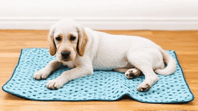 Best Pet Blankets for Comfort and Cleanliness: Our Favorite Picks