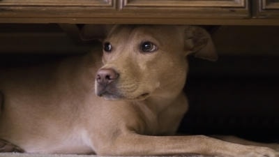 Desensitizing Your Dog to Loud Noises: Techniques for a Calm Canine