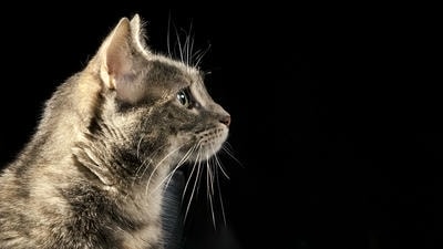 Focusing on Eyes: Why the Eyes are the Window to Your Pet's Soul in Photos