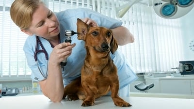 How to Keep Your Pet's Ears Clean and Healthy: A Step-by-Step Guide