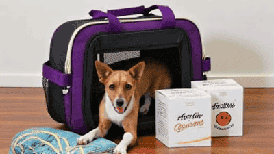 How to Set Up a Pet Travel Kit: Essentials for Any Journey