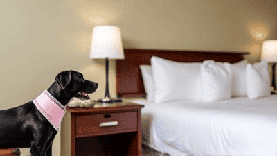 Pet-Friendly Accommodations: How to Find the Best Hotels for You and Your Furry Friend