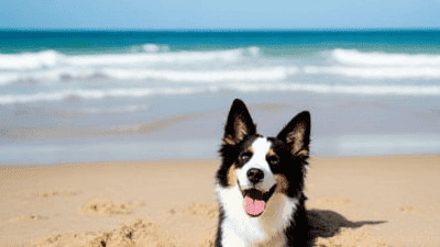 Pet-Friendly Beaches: Fun Destinations for Sun and Surf with Your Pup