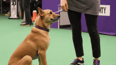 Pet Contests: How to Enter and Win Big with Your Best Friend