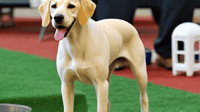 Pet Contests: How to Enter and Win Big with Your Best Friend