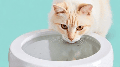 The Best Water Fountains for Cats: Hydration Made Easy
