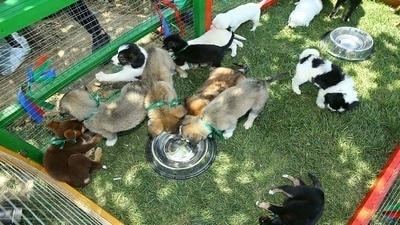 The Importance of Spaying and Neutering: Reducing Shelter Overpopulation